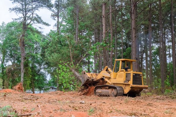 Forestry Clearing in Sherman
