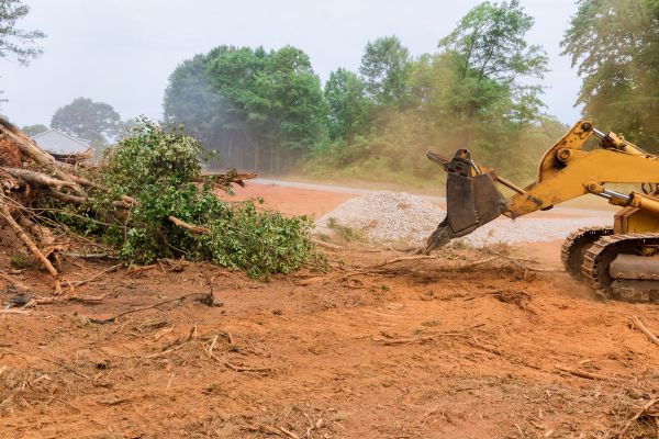 Forestry Mulching Service in Sherman