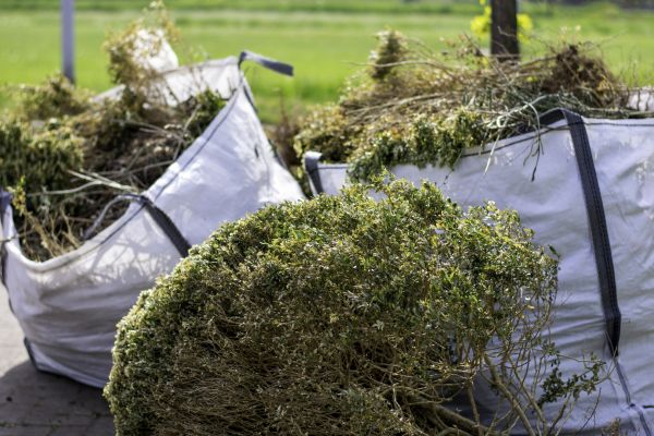 Bushes Clearing in Sherman