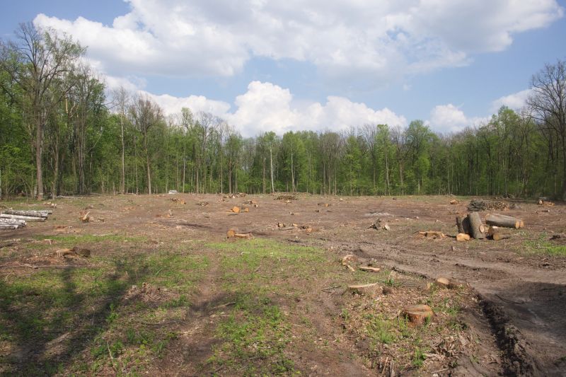 Easement Land Clearing